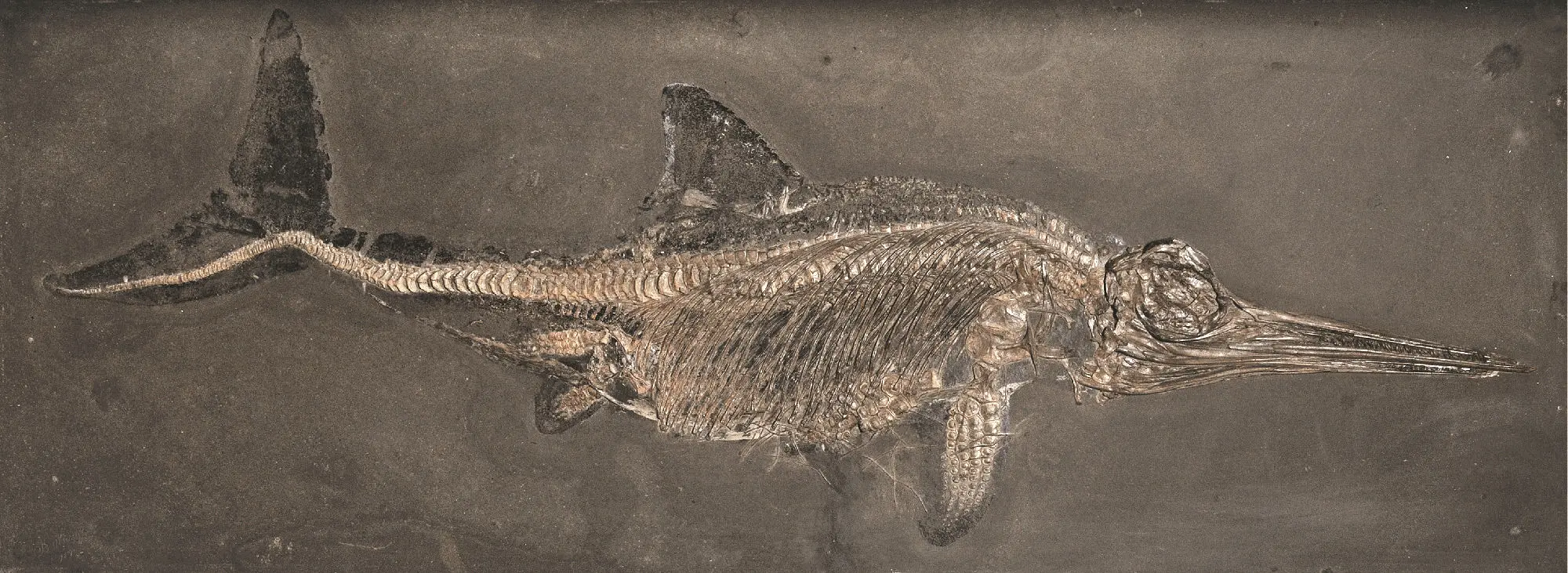 Holzmaden_Stenopterygius quadriscissus