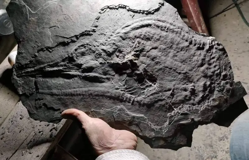 Ichthyosaur_Mixosaurus panxianesis_Guizhou_01a