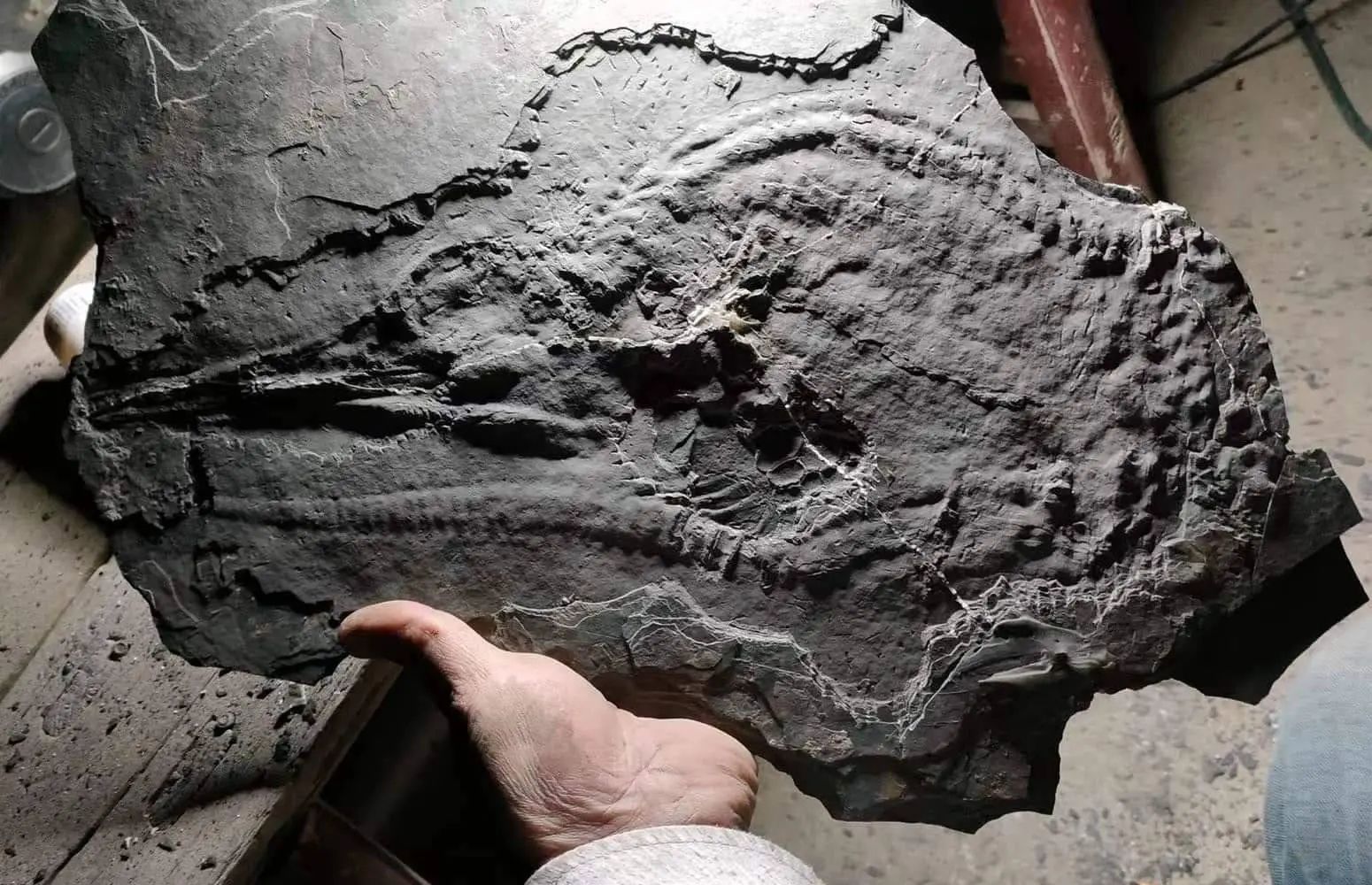 Ichthyosaur_Mixosaurus panxianesis_Guizhou_01a