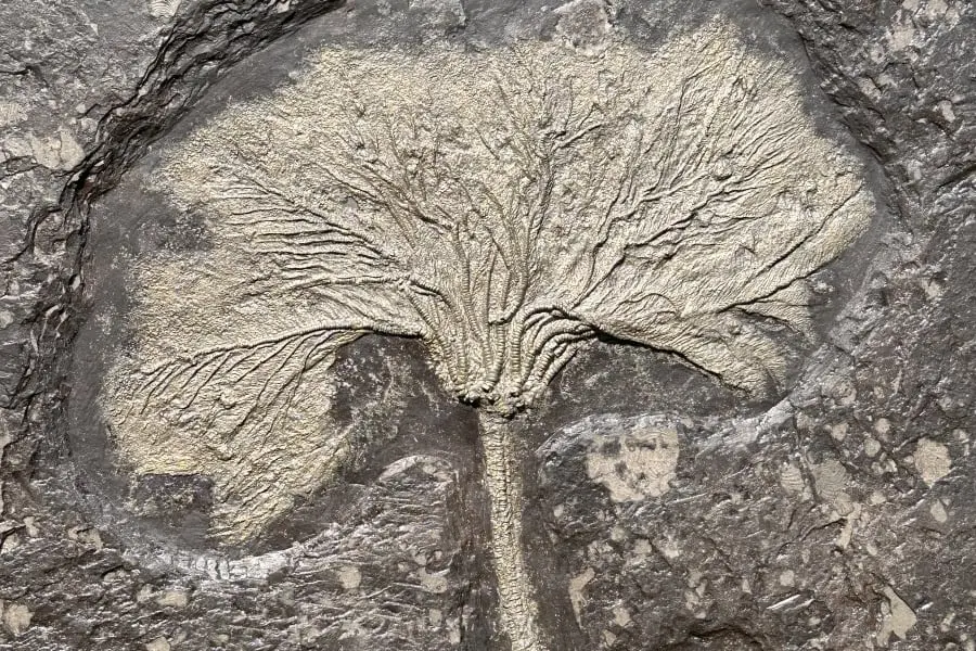 Seirocrinus subangularis_Holzmaden_05c