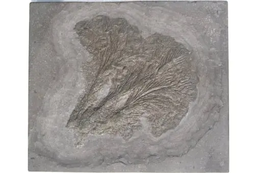 Holzmaden_Fossilshop_Crinoids_Seirocrinus Holzmaden_Fossilshop_Crinoids_Seirocrinus