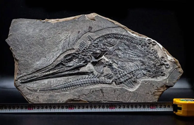 Ichthyosaur_Mixosaurus panxianesis_Guizhou_01b