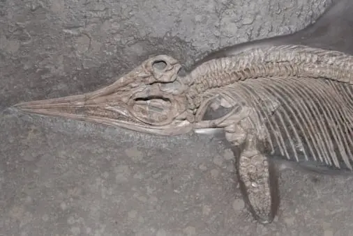Holzmaden_fossilshop_Ichthyosaur Holzmaden_fossilshop_Ichthyosaur