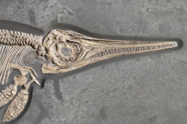 Fossils_Brokerage_Holzmaden_Ichthyosaur Fossils_Brokerage_Holzmaden_Ichthyosaur