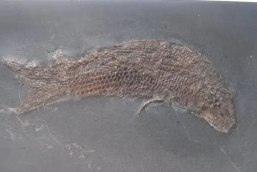 Holzmaden_Fossilshop_Dapedium Holzmaden_Fossilshop_Pholidophorus