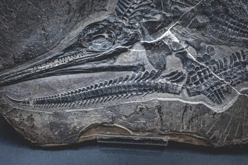 Ichthyosaur_Mixosaurus panxianesis_Guizhou_01e