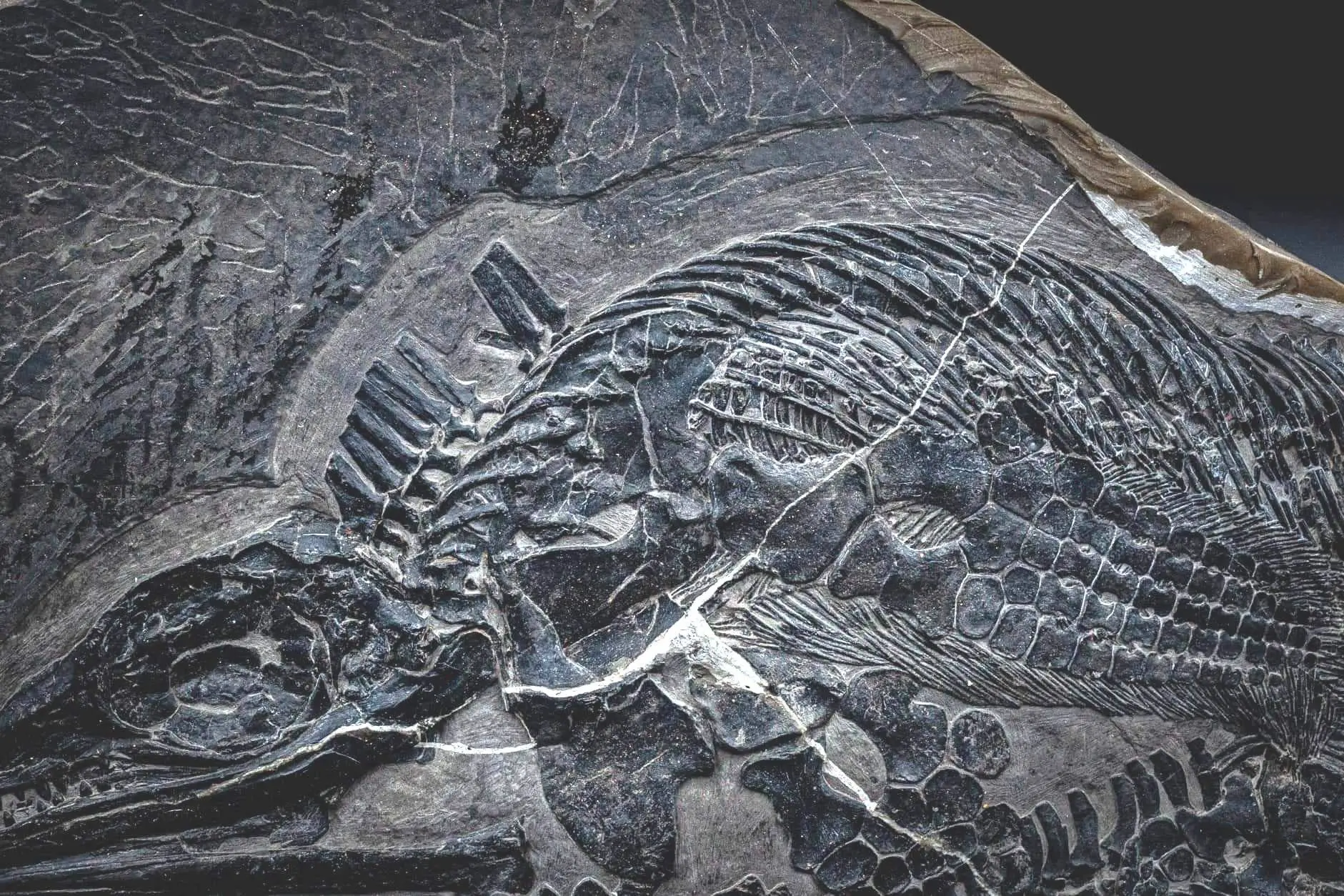 Ichthyosaur_Mixosaurus panxianesis_Guizhou_01f