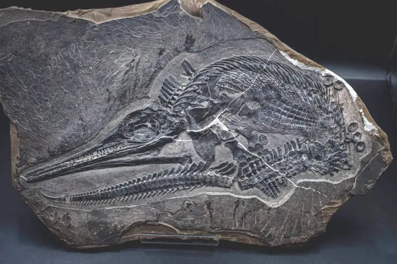 Ichthyosaur_Mixosaurus panxianesis_Guizhou_01g