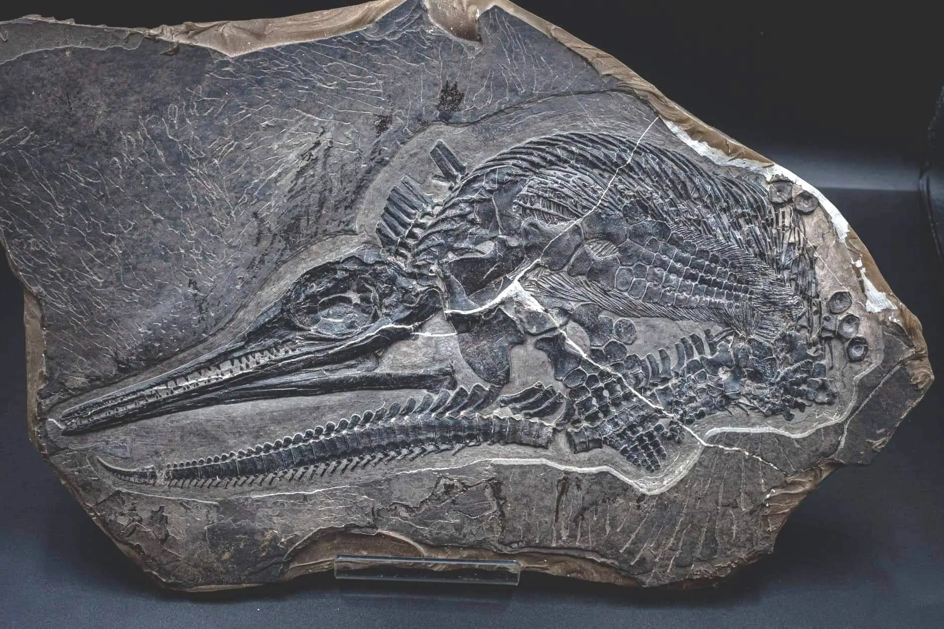 Ichthyosaur_Mixosaurus panxianesis_Guizhou_01g