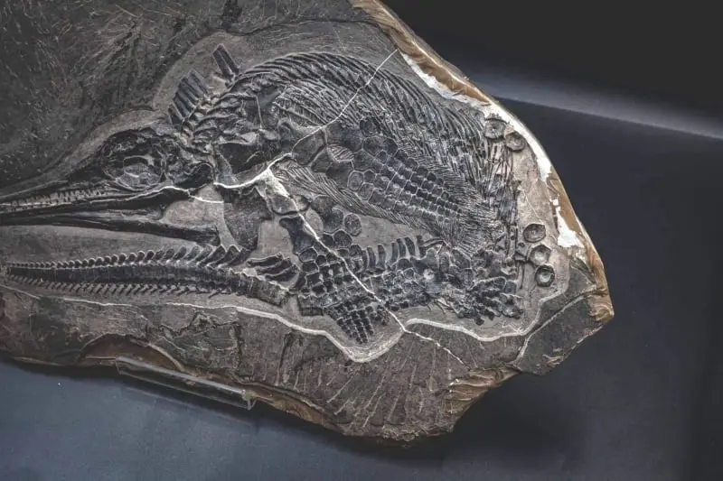 Ichthyosaur_Mixosaurus panxianesis_Guizhou_01h