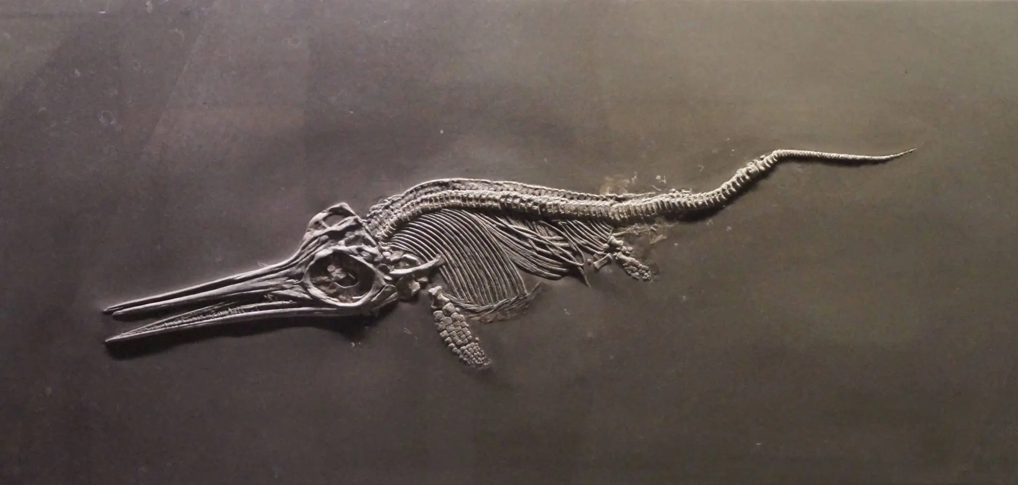 Stenopterygius_quadriscissus