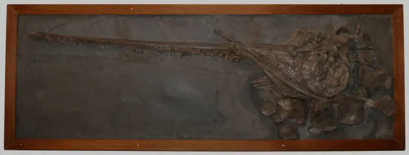 Eurhinosaurus_longirostris