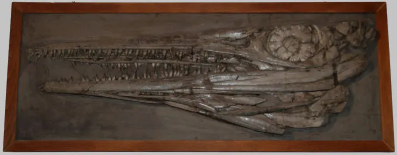 Temnodontosaurus_trigonodon