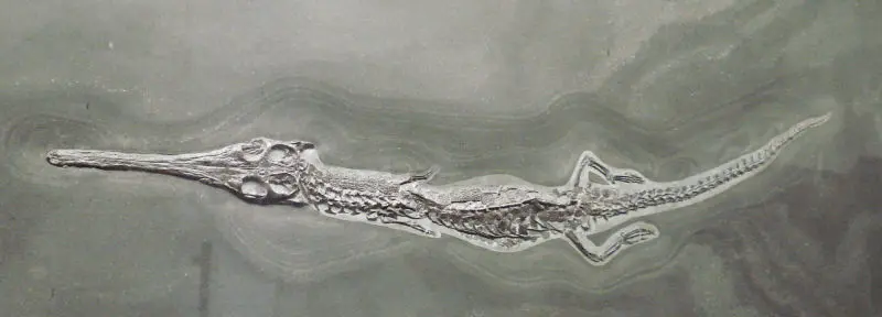 Pelagosaurus typus