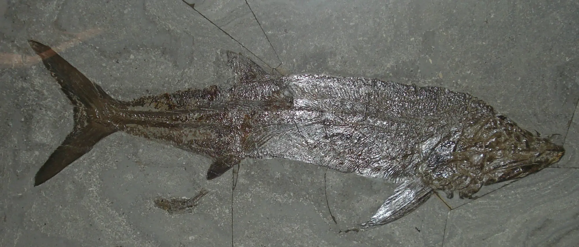 Sauropsis_veruinalis