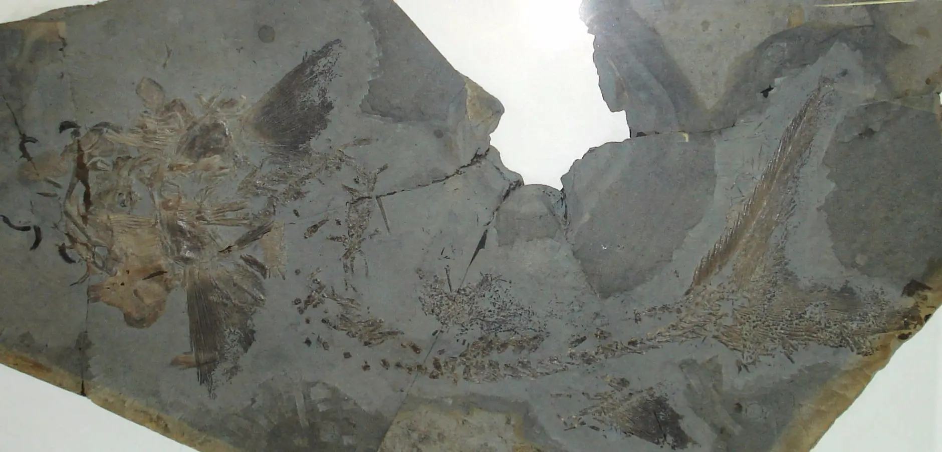 Strongylosteus_hindenburgi