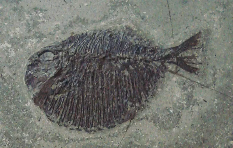 Tetragonolepis_semicinctus