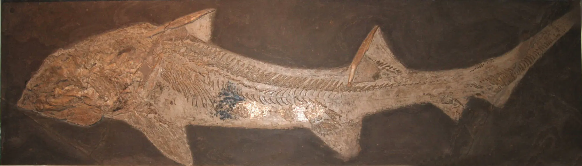 Hybodus_hauffianus