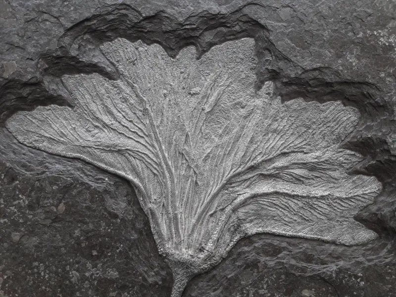 Seirocrinus_subangularis