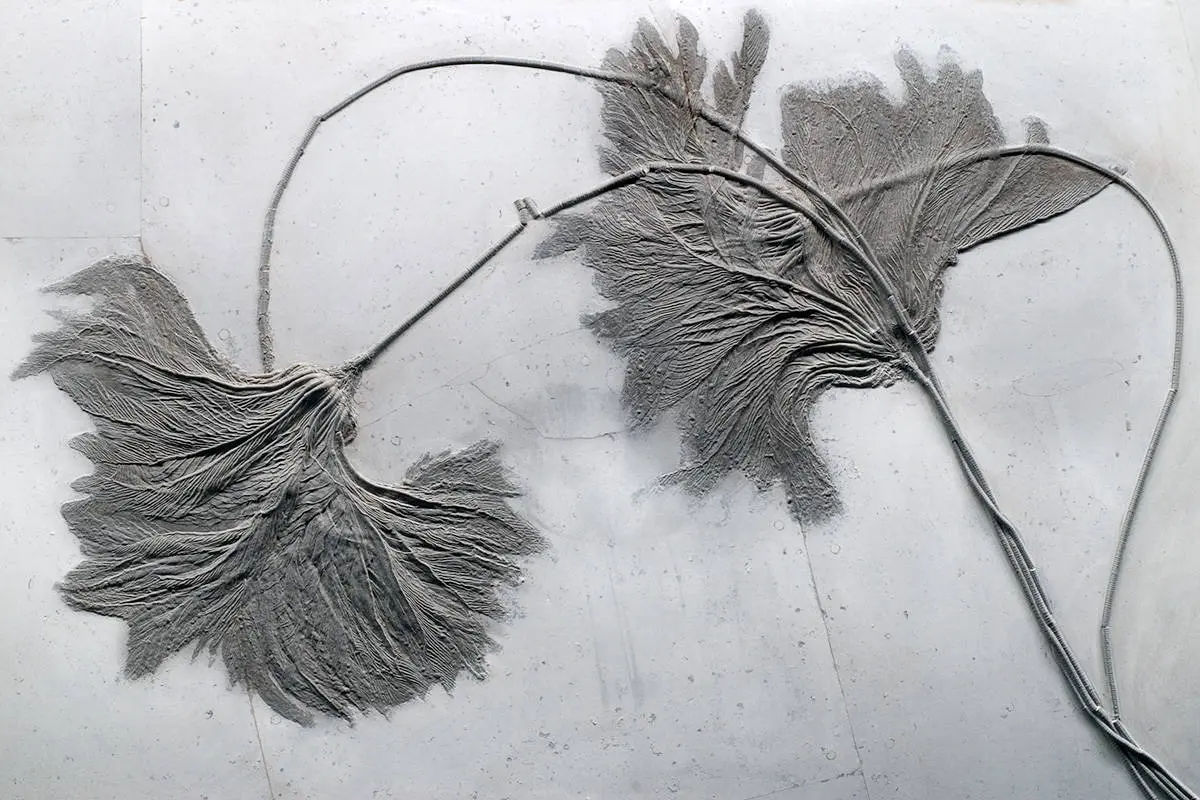 Seirocrinus_subangularis