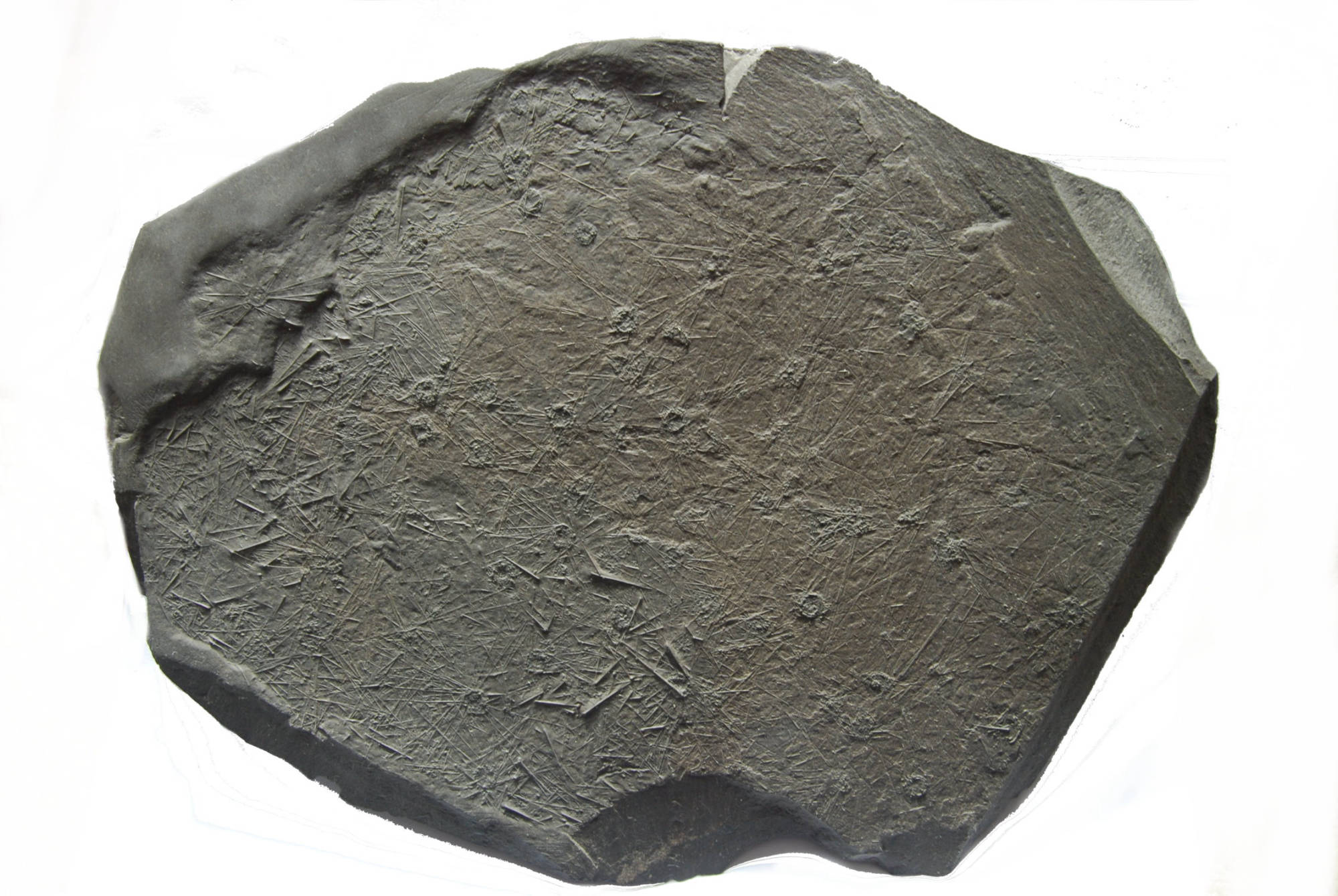 Diademopsis crinifera_Holzmaden_01a