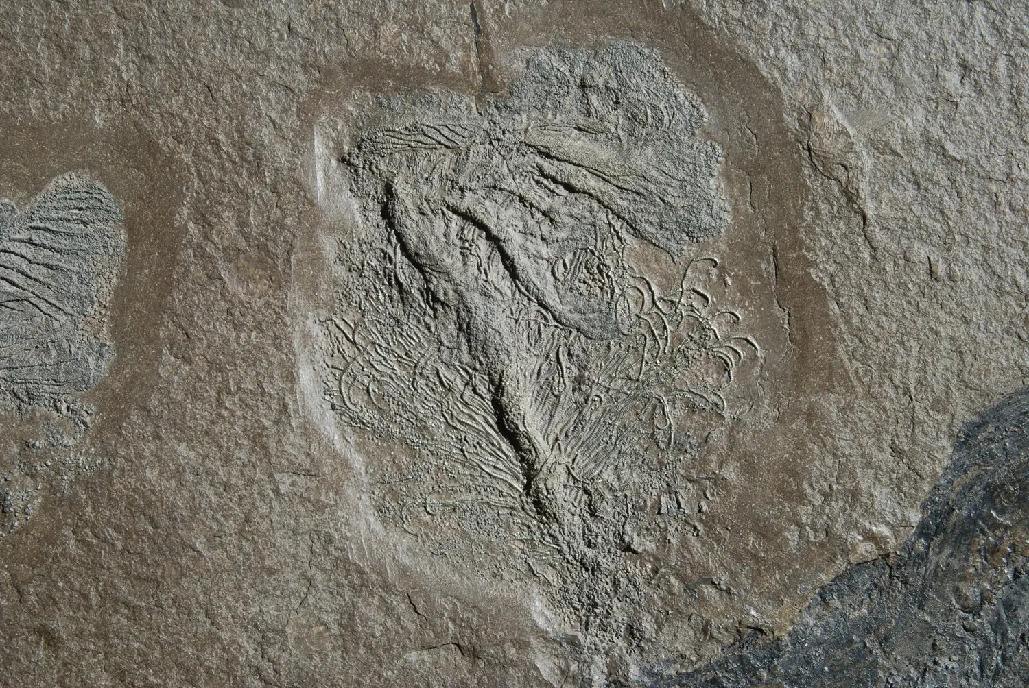 Holzmaden_Crinoid_Pentacrinites_01d