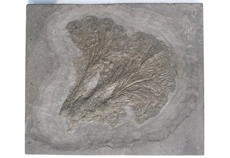 Seirocrinus subangularis_Holzmaden_01a