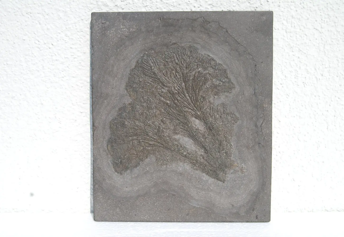 Seirocrinus subangularis_Holzmaden_01b