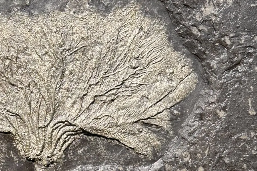 Seirocrinus subangularis_Holzmaden_05d