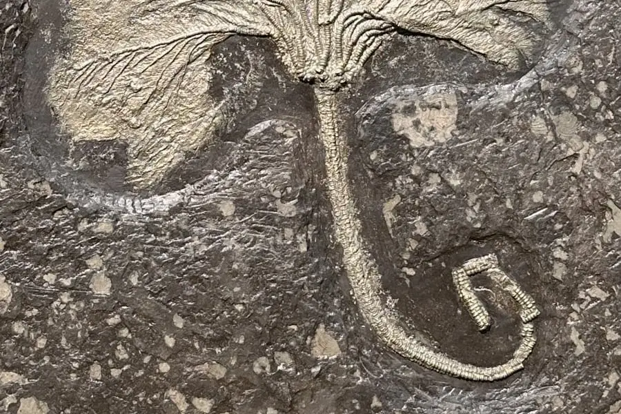 Seirocrinus subangularis_Holzmaden_05b