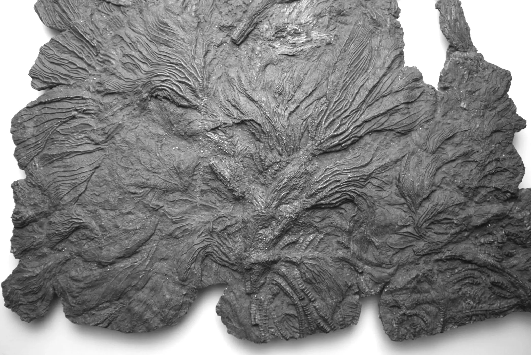 Pentacrinites_fossilis_03c