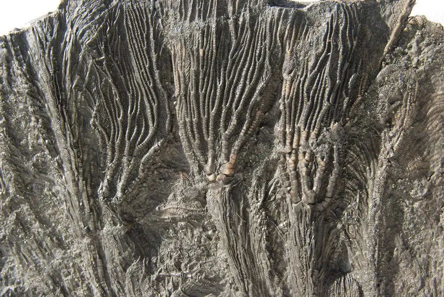 Pentacrinites fossilis_Dorset_1c