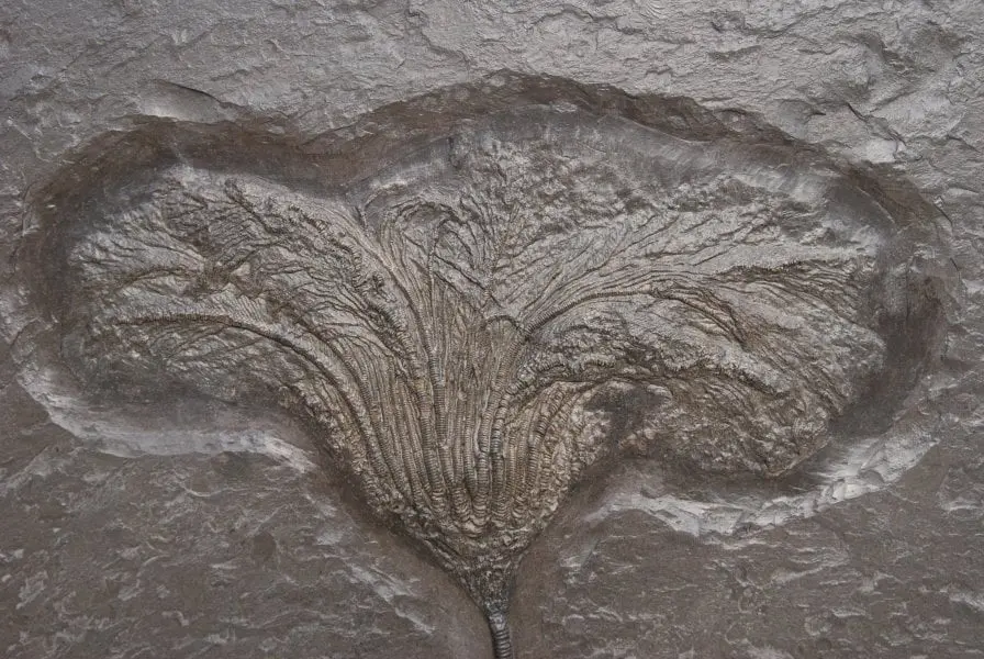 Holzmaden_Crinoid_Seirocrinus_08a