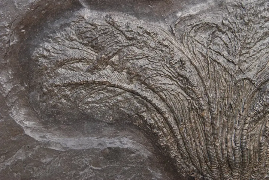 Holzmaden_Crinoid_Seirocrinus_08b