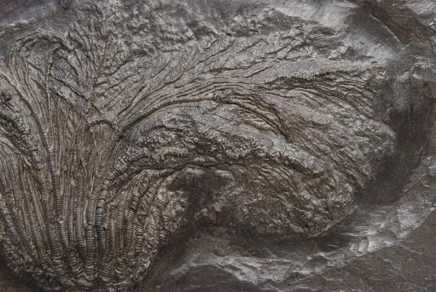 Holzmaden_Crinoid_Seirocrinus_08c