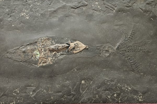 Holzmaden_Phragmoteuthis conocauda_01a