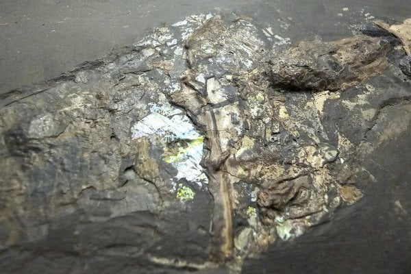 Holzmaden_Phragmoteuthis conocauda_01c