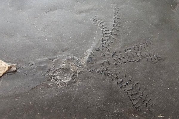 Holzmaden_Phragmoteuthis conocauda_01d