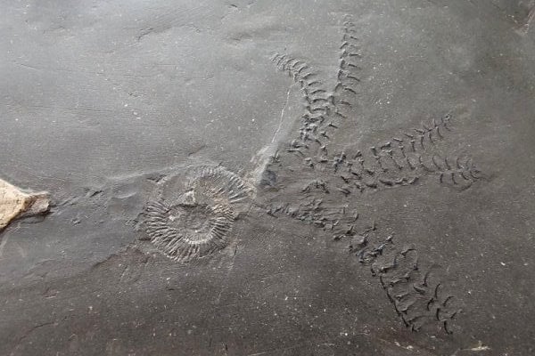 Holzmaden_Phragmoteuthis conocauda_01d