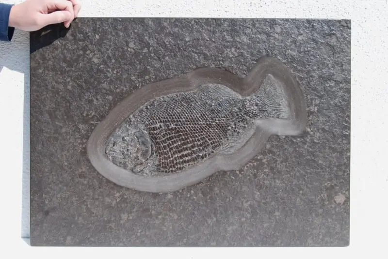 Dapedium caclatus_Holzmaden_01a