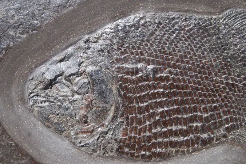 Dapedium caclatus_Holzmaden_01b