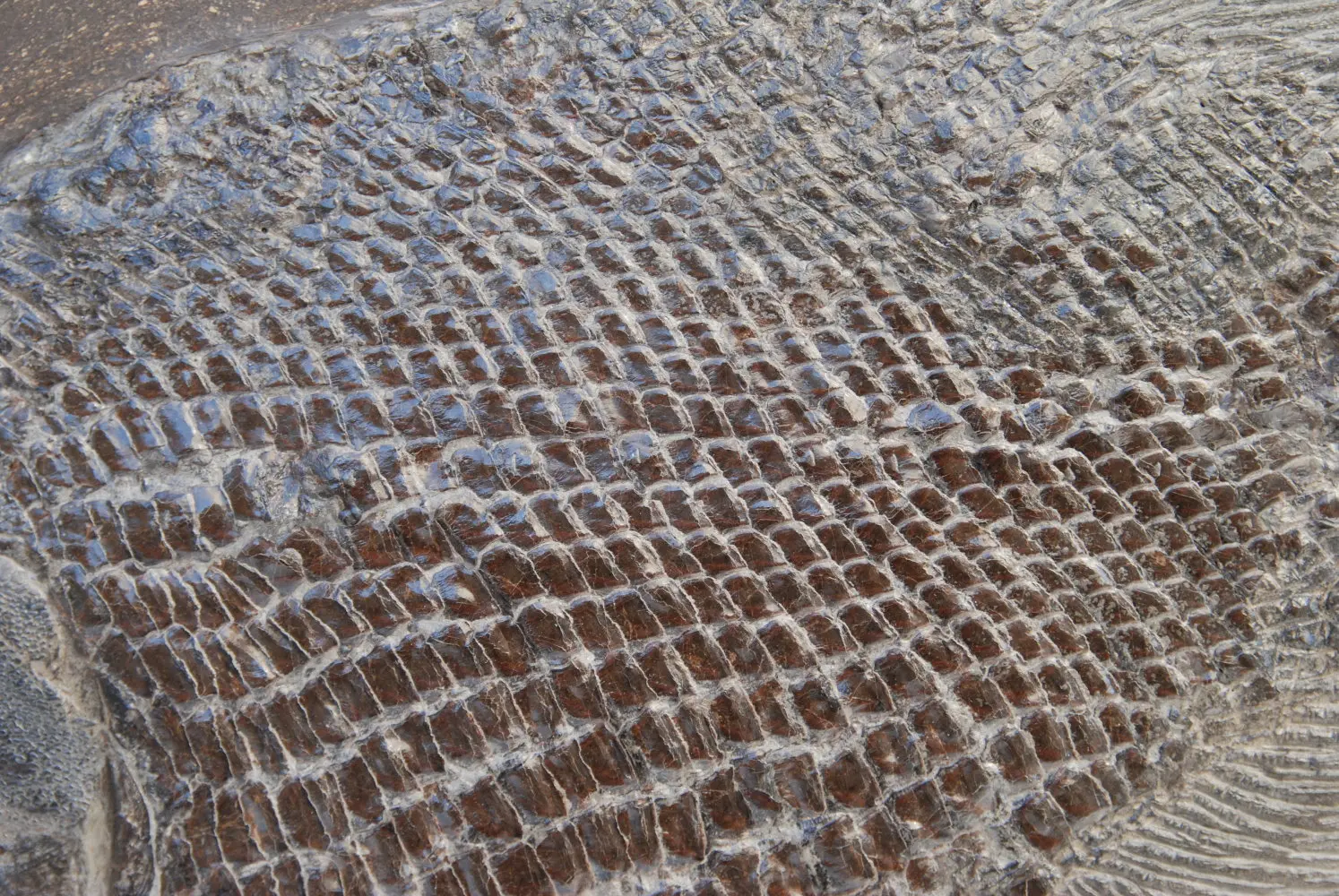 Dapedium caclatus_Holzmaden_01c