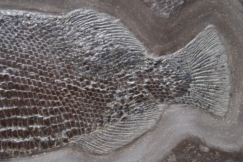 Dapedium caclatus_Holzmaden_01d