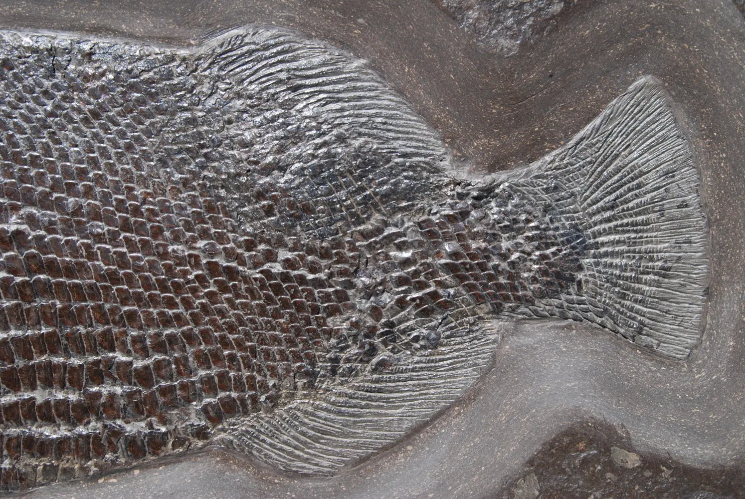 Dapedium caclatus_Holzmaden_01d