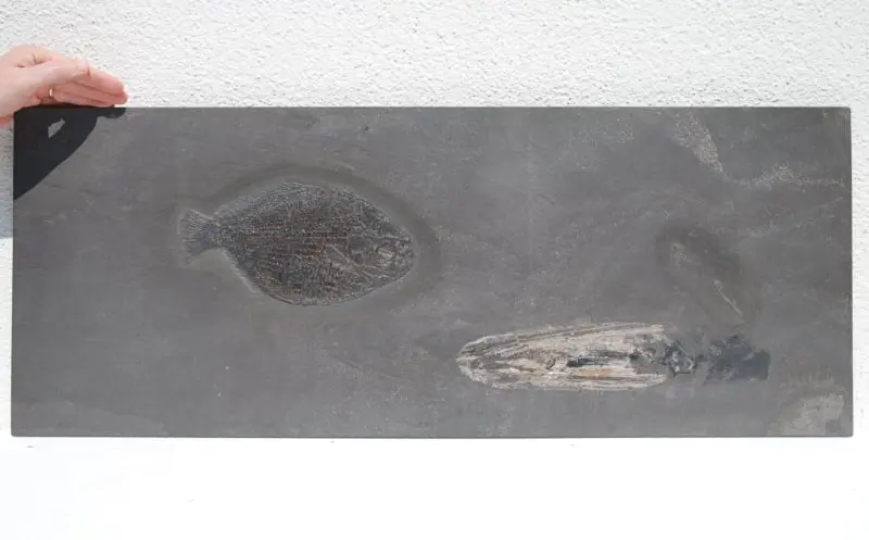 Dapedium caclatus; Loligosepia aalensis; Holzmaden; 02a