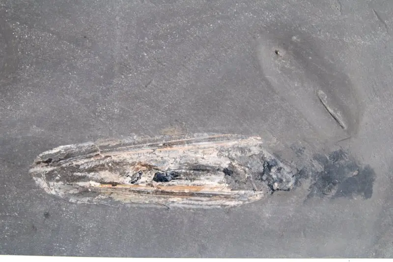 Dapedium caclatus; Loligosepia aalensis; Holzmaden; 02c