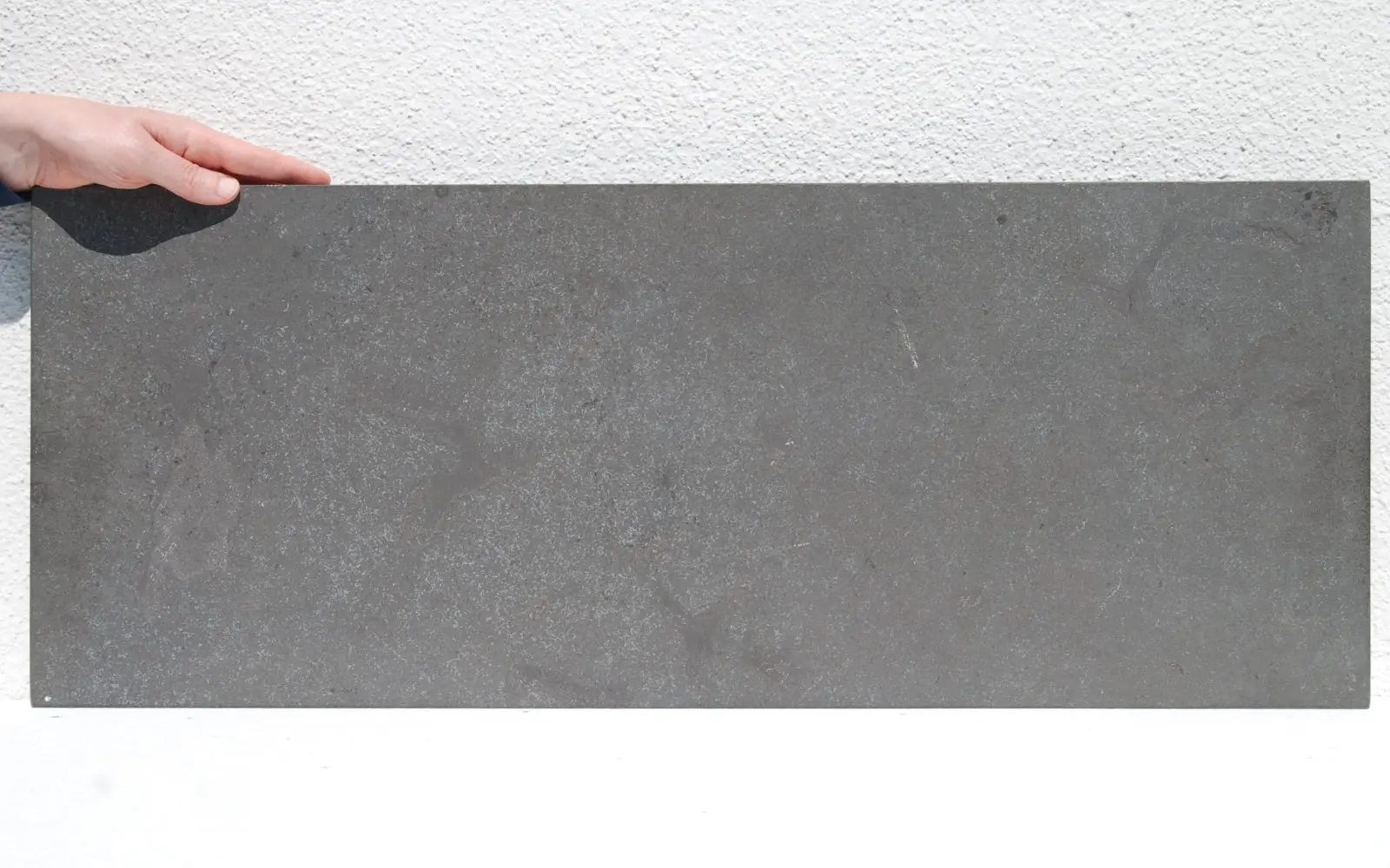 Dapedium caclatus; Loligosepia aalensis; Holzmaden; 02d