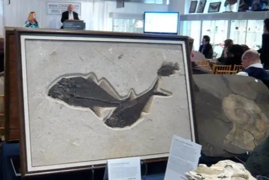 Fossilien_Vermittlung