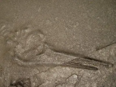 Fossils_Preparation_02 Fossils_Preparation_02