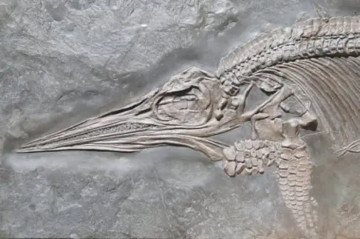 Holzmaden_fossilshop_Ichthyosaurier Holzmaden_fossilshop_Ichthyosaurier